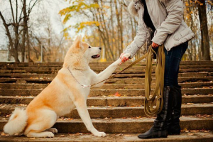 Як називати японську собаку?